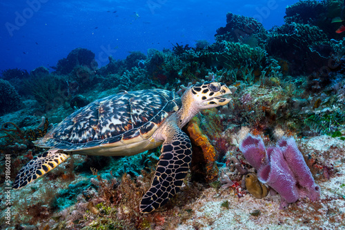 Hawksbill turtle on reef
