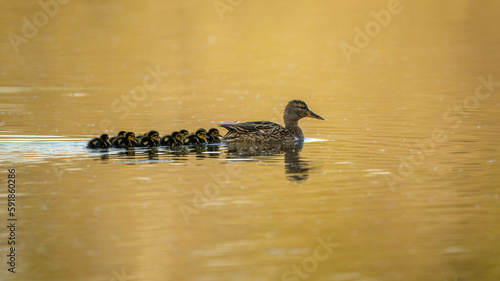 Mom and tiny gadwall at the sunset