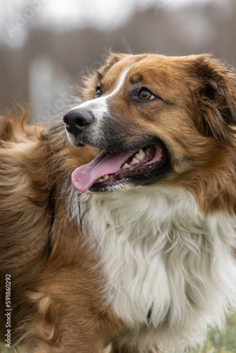 Close-up of the Australian shepherd breed dog, vertical © Sonny Fontaine/Wirestock Creators