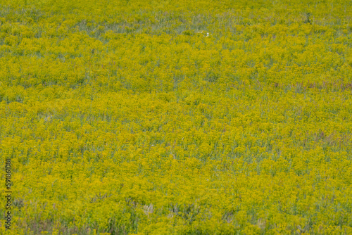 Yellow Wildflowers in Field Cover Image