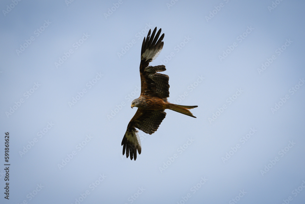 Scenic view of a red kite flying in the cloudy sky in Rhayader, Wales Scenic view of a red kite flying in the cloudy sky in Rhayader, Wales