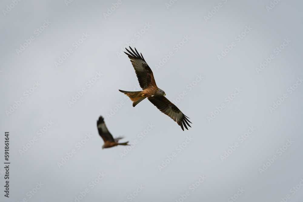Fototapeta premium Scenic view of red kites flying in the cloudy sky in Rhayader, Wales