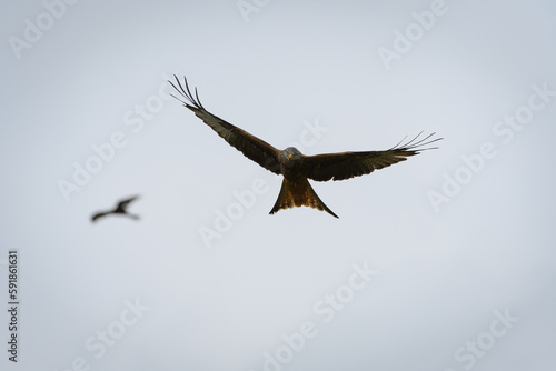 Scenic view of a red kite flying in the cloudy sky in Rhayader  Wales