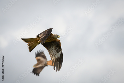 Scenic view of red kites flying in the cloudy sky in Rhayader  Wales