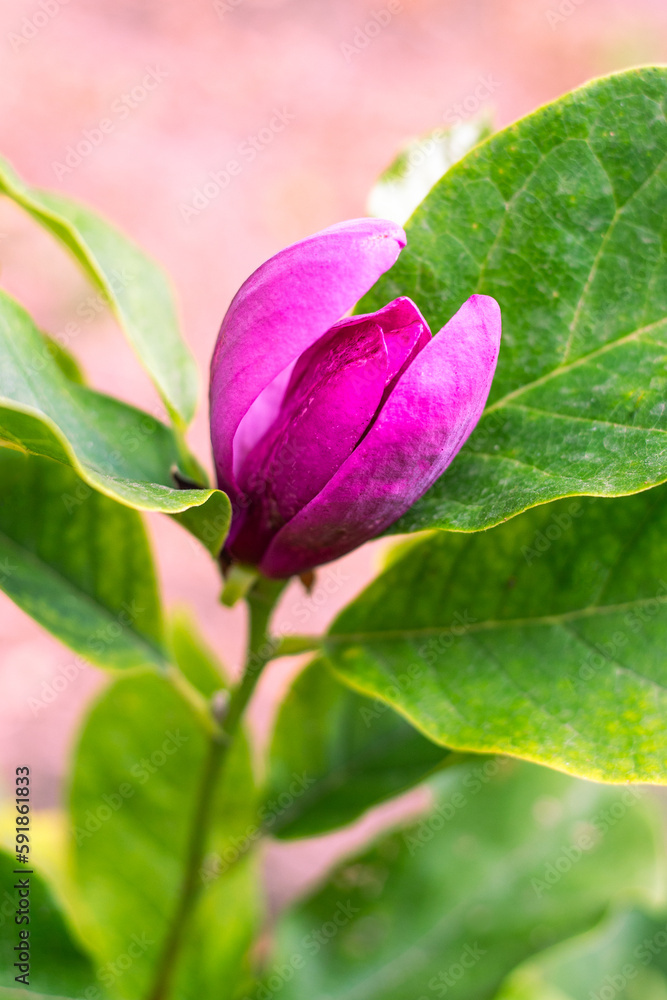 A pink magnolia flower blossomed on a bush on a spring day. Growing ornamental plants in the garden