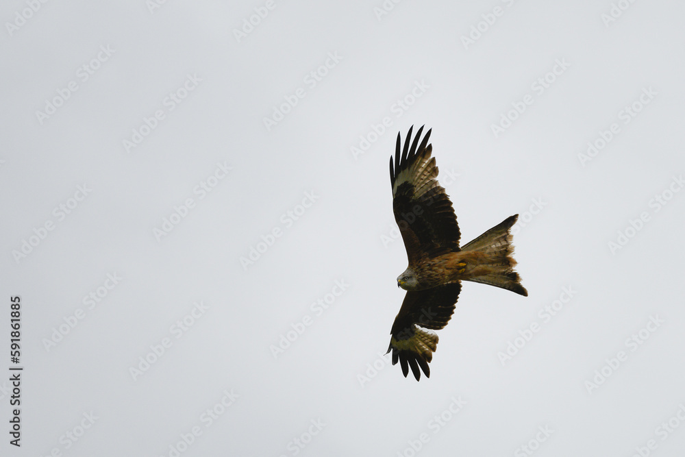 Obraz premium Closeup of a red kite flying high up in a blue sky with its wings wide open