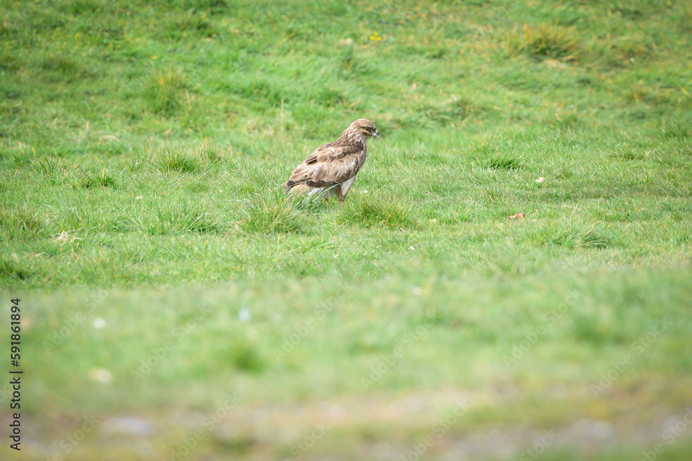 Scenic view of a common buzzard on a meadow in Wales, UK Scenic view of a common buzzard on a meadow in Wales, UK