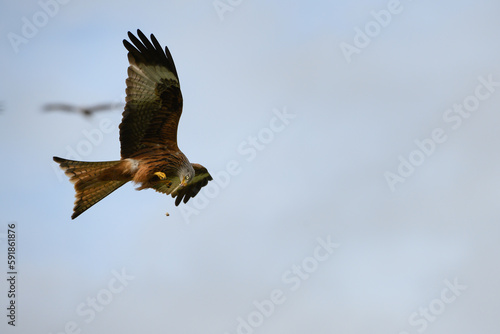 Closeup of a red kite flying high up in a blue sky with its wings wide open