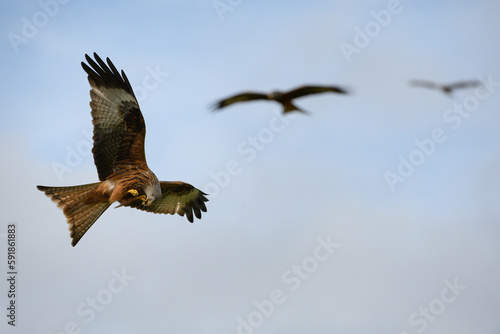 Closeup of red kites flying high up in a blue sky with their wings wide open © Greg Lawson/Wirestock Creators
