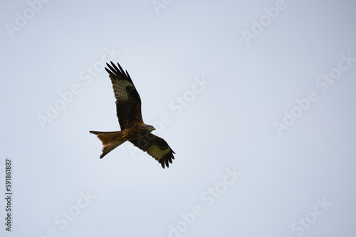 Closeup of a red kite flying high up in a blue sky with their wings wide open