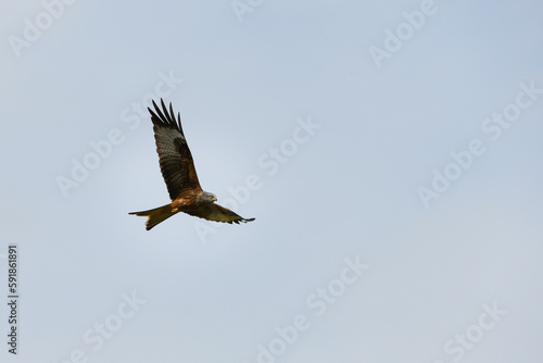 Closeup of a red kite flying high up in a blue sky with its wings wide open