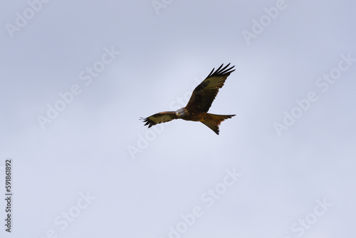 Closeup of a red kite flying high up in a blue sky with its wings wide open © Greg Lawson/Wirestock Creators