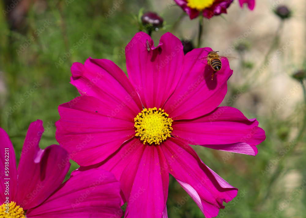 Fototapeta premium pink cosmos flowers and bees
