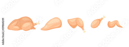 Fresh turkey breast fillet, wings, drumsticks, legs. Chicken parts. Design element. Vector illustration in trendy flat style isolated on white background.