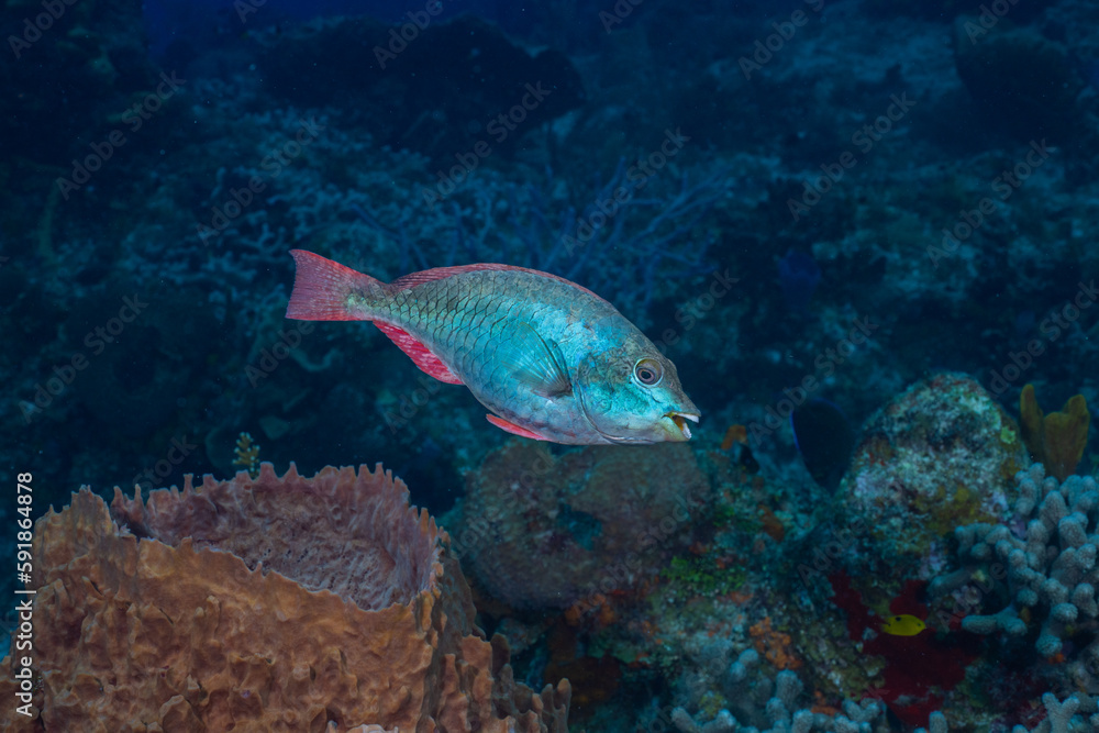 Fototapeta premium Redband parrotfish swimming in reef