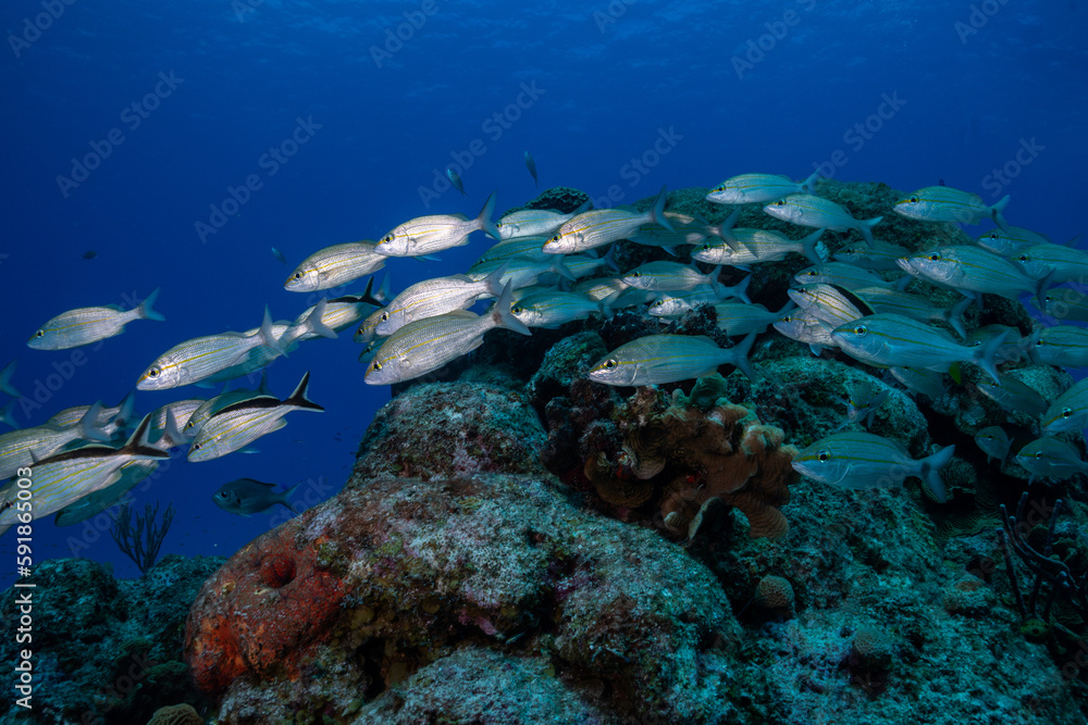 Scchools of grunts in coral reef Scchools of grunts in coral reef