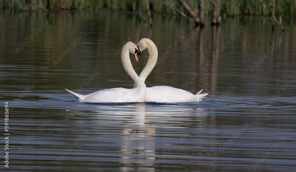 Pair of white swans on the water forming a heart shape Pair of white swans on the water forming a heart shape