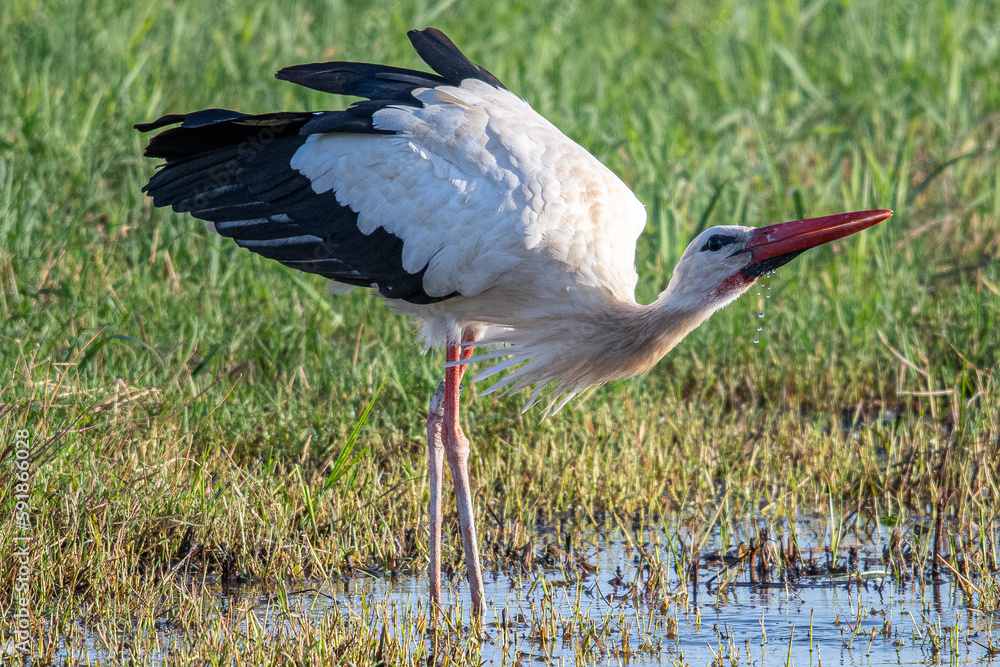 Obraz premium ciconia ciconia It is a common stork that lives in the Mediterranean Aiguamolls Emporda Girona Catalonia Spain