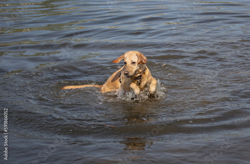 Labrador retriever having fun in the water