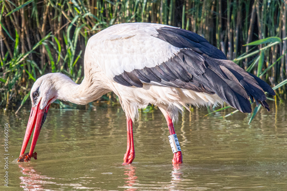 Fototapeta premium ciconia ciconia eating a crab that has just been extracted from the water of the Aiguamolls wetlands Emporda Girona Catalonia Spain