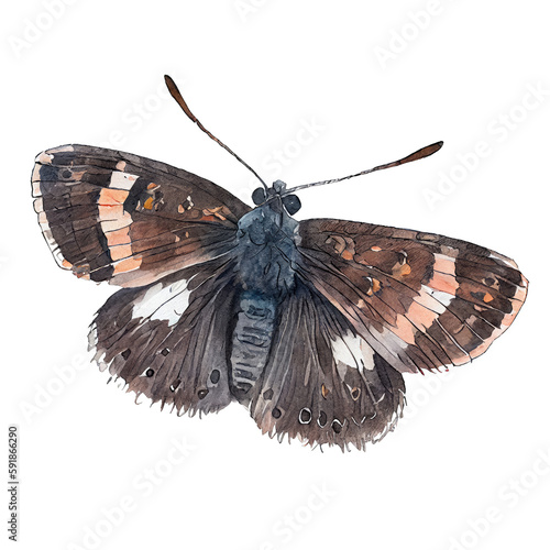 Sleepy duskywing  buterfly. Watercolor with transparent background. Generative AI photo