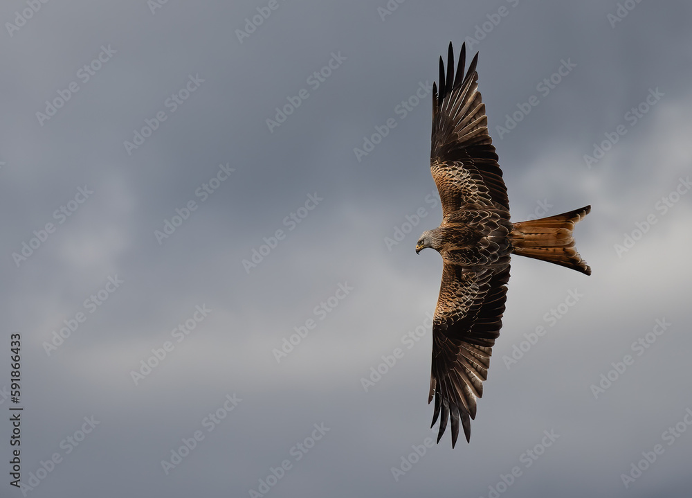 Fototapeta premium Low-angle shot of a Red Kite bird flying with wide-opened wings in a cloudy sky