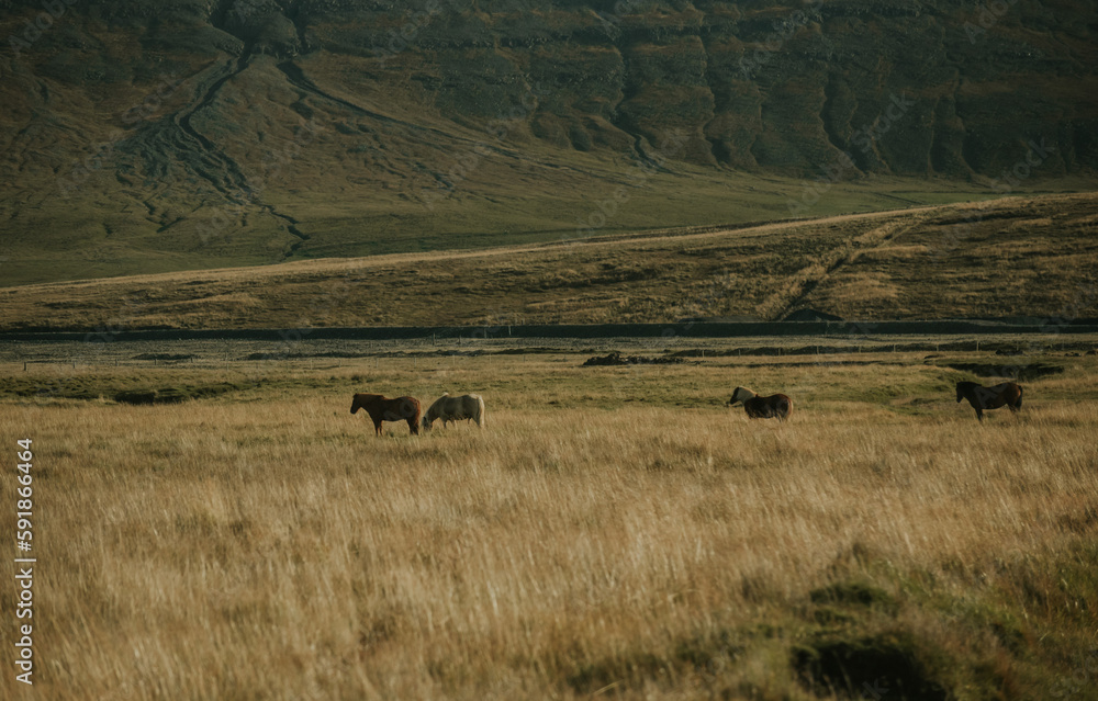 wild horses in field