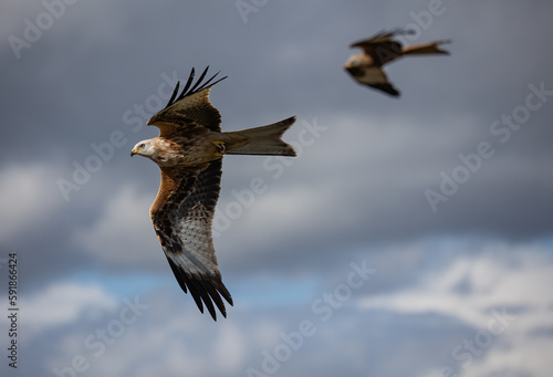 Selective focus shot of a red kite (Milvus milvus) flying in the cloudy sky