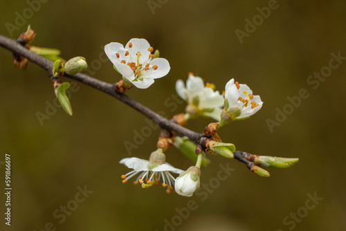 Spring branch tip blooms white  delicate petals on a graceful tree branch  against a soft background. A simple but stunning image of nature s beauty.