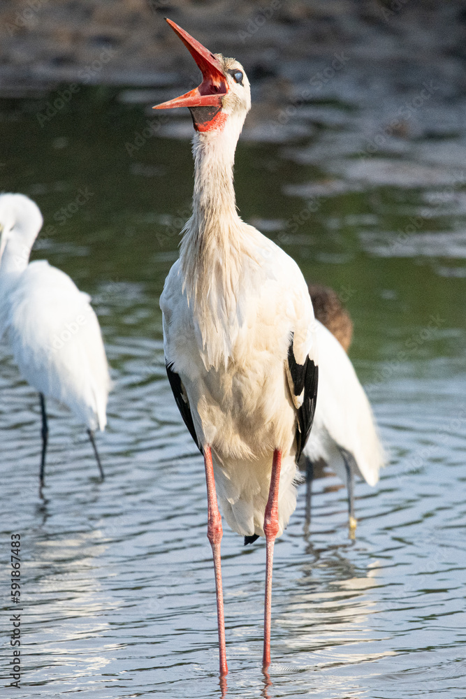 ciconia ciconia It is a common stork that lives in the Mediterranean Aiguamolls Emporda Girona Catalonia Spain