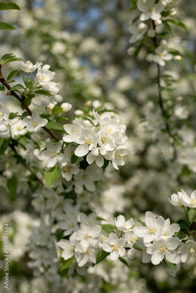 Obraz premium Blooming apple tree close-up, background blue sky