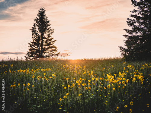 Beautiful view of a forest during sunset in Germany