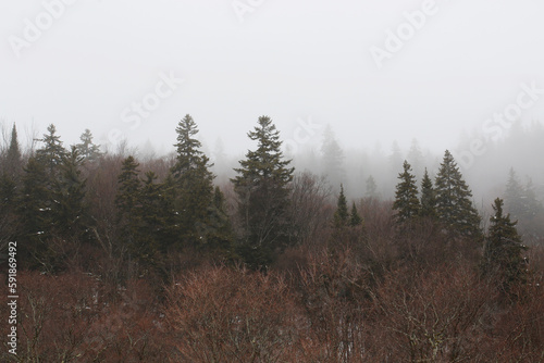 Paysage d'hiver brumeux avec forêt de conifères en arrière-plan