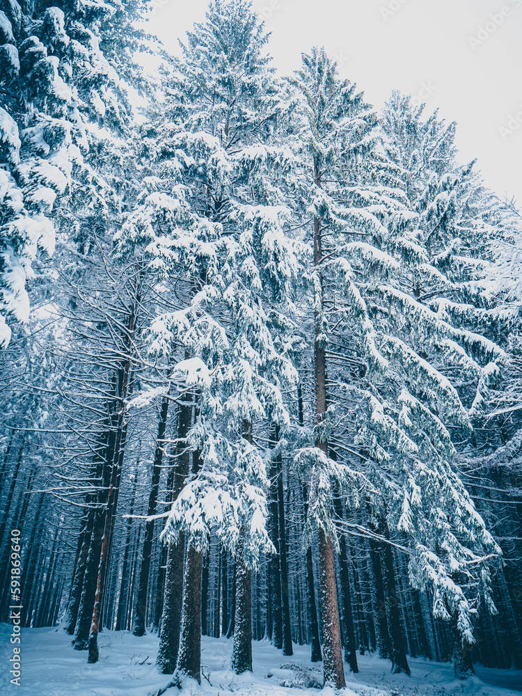 Fototapeta premium Low-angle view of a beautiful forest in winter in Germany