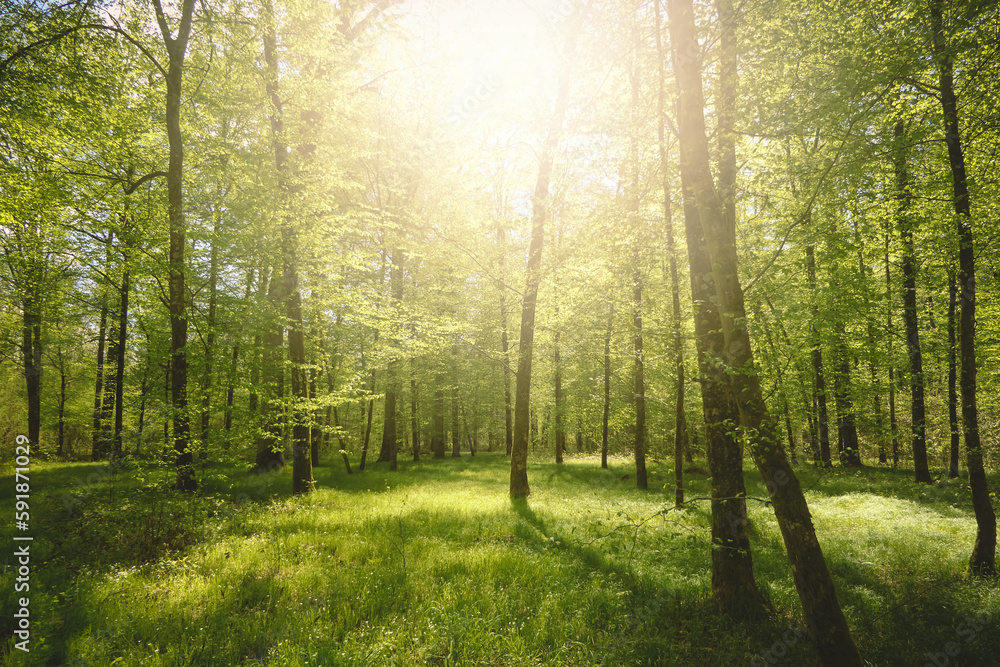 Fototapeta premium Low-angle view of a beautiful forest on a sunny day in Germany