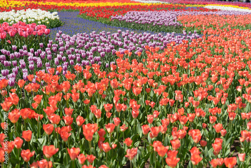 Wallpaper Mural 咲き誇るチューリップ Torontodigital.ca