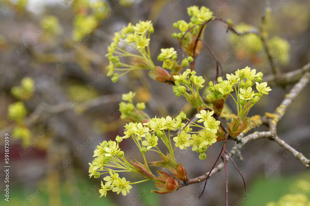 Blühender Spitzahorn (Acer platanoides) - Detail Blühender Spitzahorn (Acer platanoides) - Detail