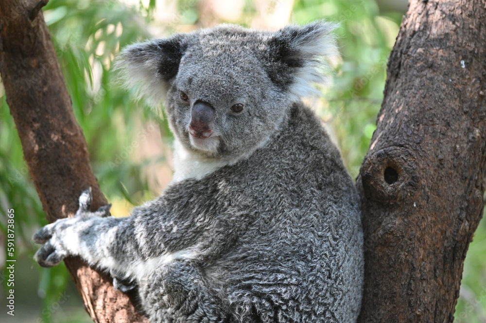 Obraz premium koala bear in tree