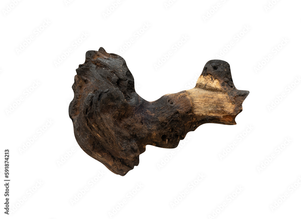 bark of a tree isolated bark of a tree isolated