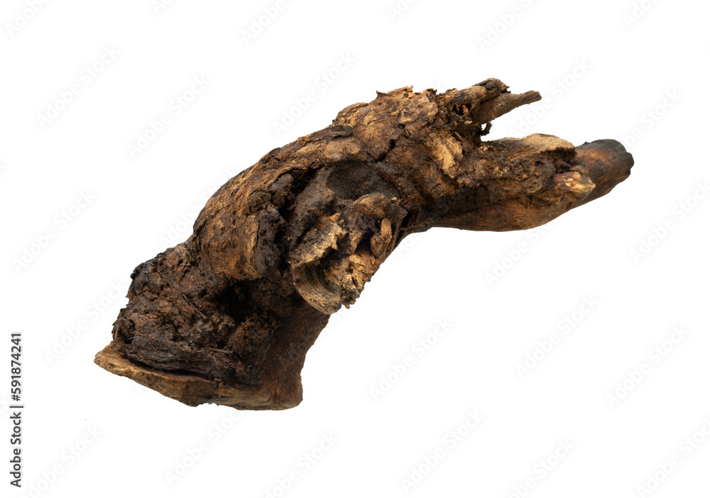 Wood root isolated element. Abstract tree root Wood root isolated element. Abstract tree root