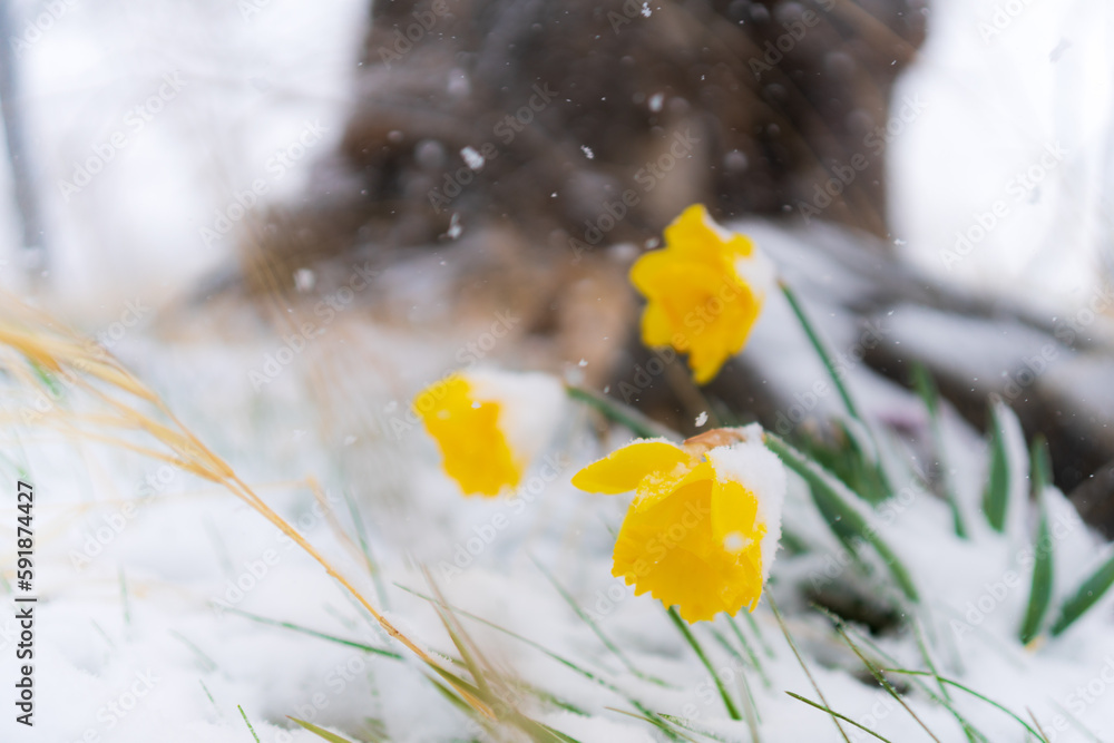 Fototapeta premium Closeup of yellow daffodils covered with snow in Washoe Valley, Nevada