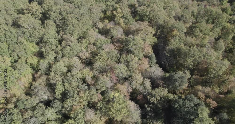Bird's eye view of a green forest in France on a sunny day Bird's eye view of a green forest in France on a sunny day