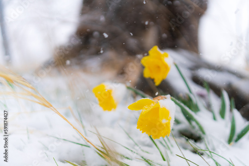 Closeup of yellow daffodils covered with snow in Washoe Valley, Nevada photo