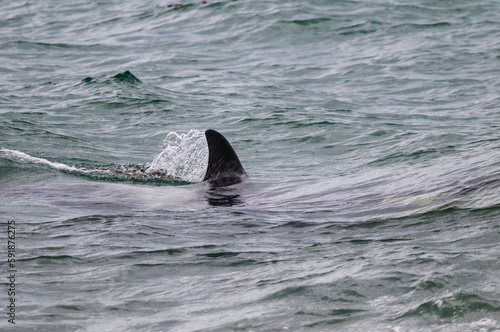 Killer whale on the surface, Peninsula Valdes, Patagonia, Argentina.