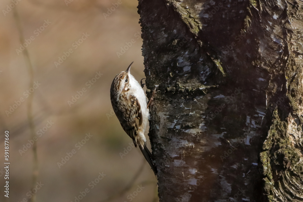 Close-up shot of a treecreeper in a blurry background Close-up shot of a treecreeper in a blurry background