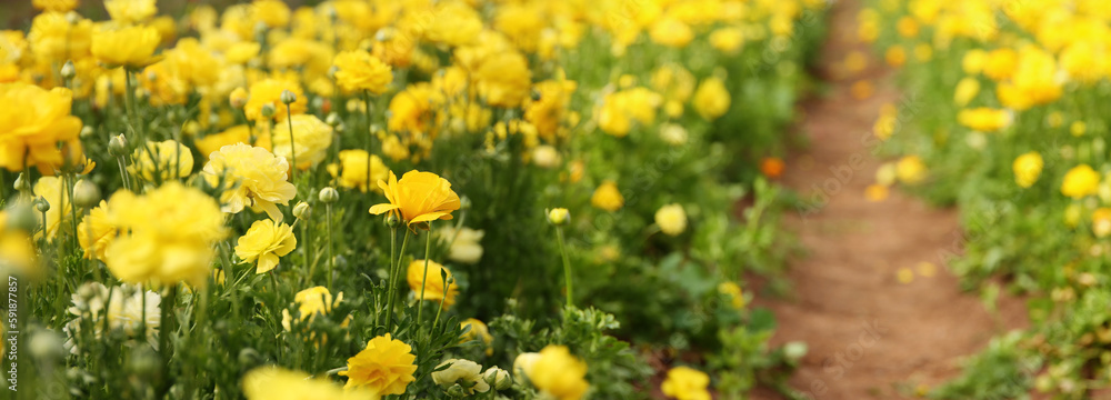 photo with low angle of buttercup spring flowers. Selective focus