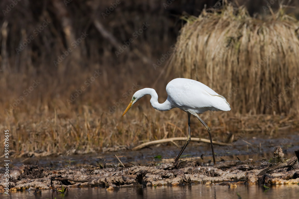 Fototapeta premium Great egret bird perched by the lake - brown dried grass in the background