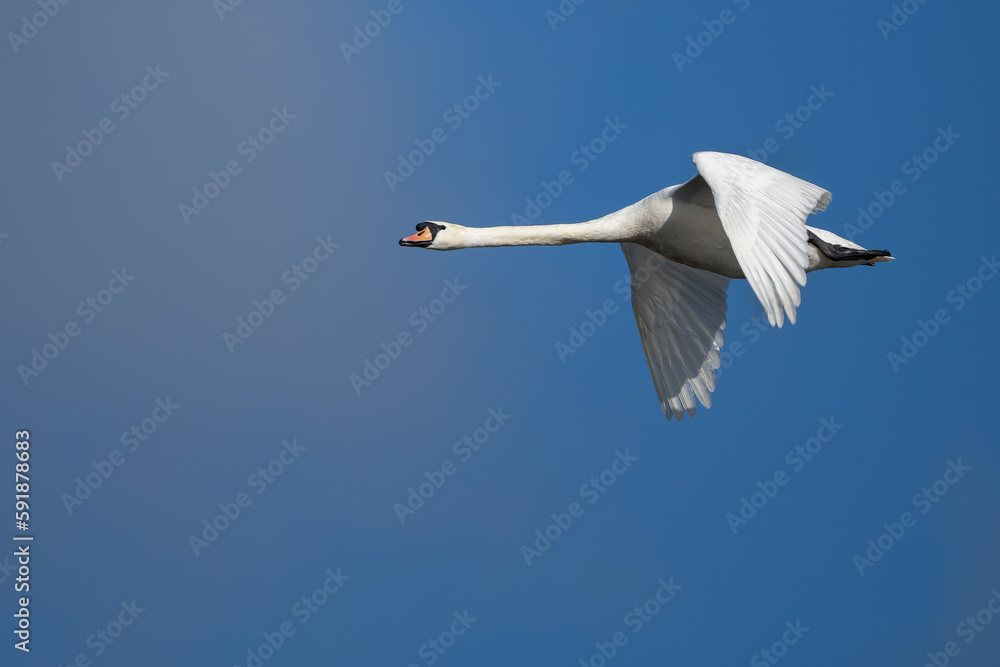 Mute swan gliding through the air Mute swan gliding through the air