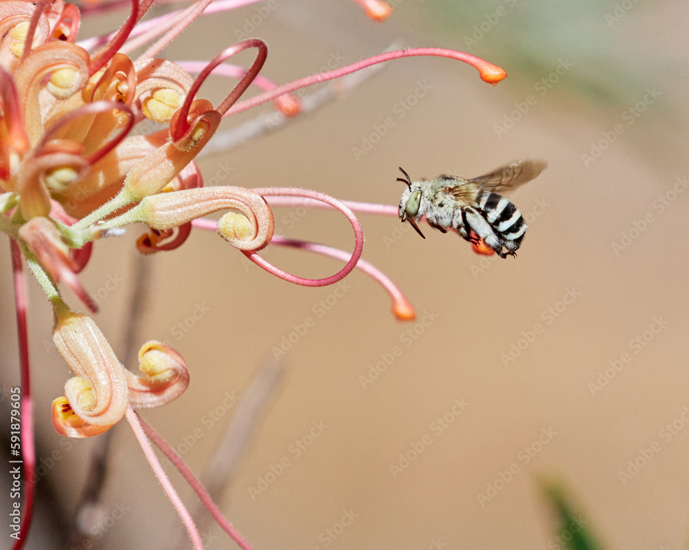 Fototapeta premium Bee on a flower