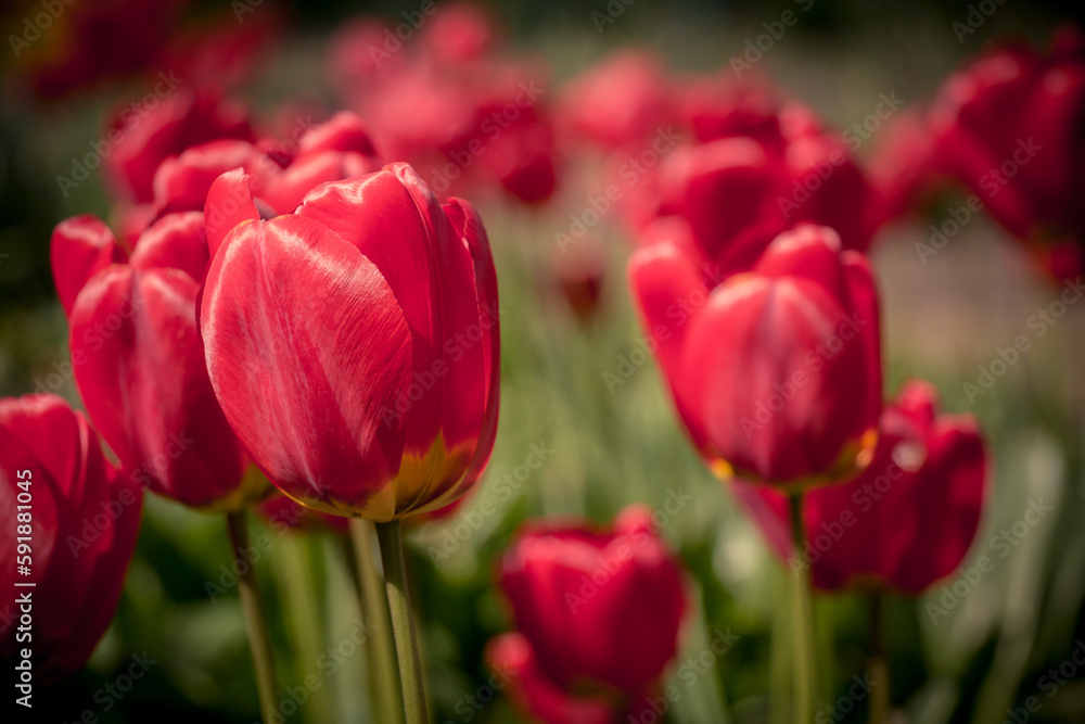 Field of red tulips in the sun Field of red tulips in the sun